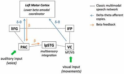 Lower Beta: A Central Coordinator of Temporal Prediction in Multimodal Speech